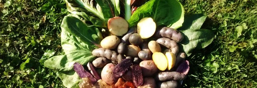Investigadora UFRO apuesta por extraer pigmentos naturales e incorporarlos a la industria alimentaria Investigadora UFRO apuesta por extraer pigmentos naturales e incorporarlos a la industria alimentaria