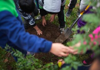 Lanzan convocatoria para recuperar bosque nativo entre Maule y Los Lagos